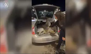 תיעוד: חמור כפות אותר בתא מטען בירושלים