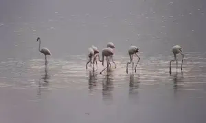 באגמון החולה כבר מריחים סתיו