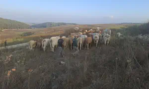 עדרי בקר עצרו את אימוני צה"ל