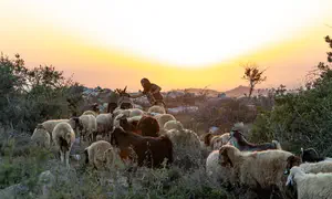 "השטח כבר בידיים שלנו - עכשיו תורכם"