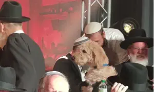 הכלב שליווה את הרב מנחם פרל לשולחן הרבנים
