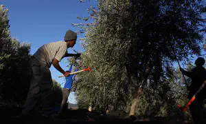 רבני צהר: "גזל, חילול השם ופגם מוסרי"