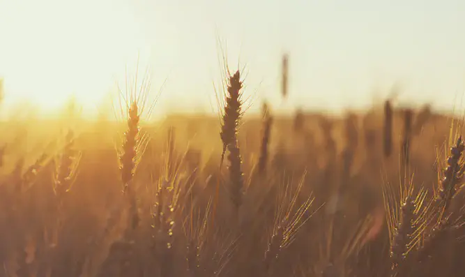 Emor: The Omer Controversy