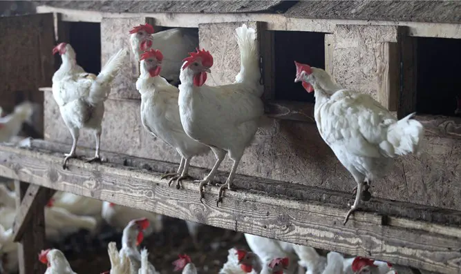 Bedouin suspected of stealing 1,800 chickens