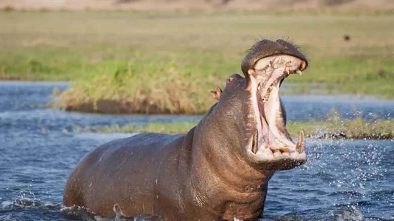 לא החיה הכי נחמדה בעולם