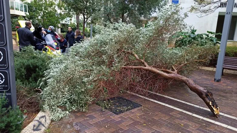 קשיש נפצע מענף עץ