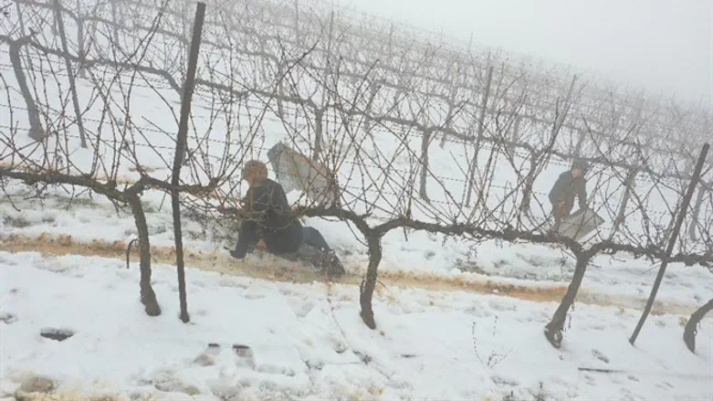 גולשים בין כרמי יקב טורא בהר ברכה שבשומרון