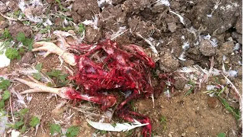 תמונה מהיום