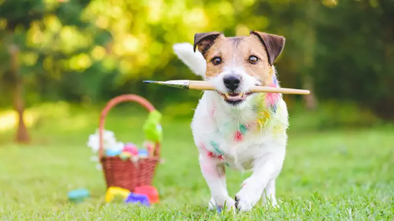 אומן מתחיל?