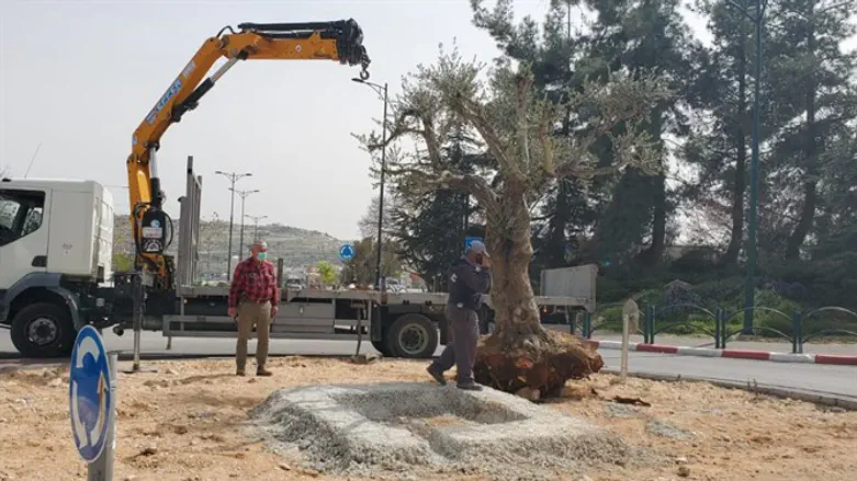 עץ הזית מגיע לקרית ארבע