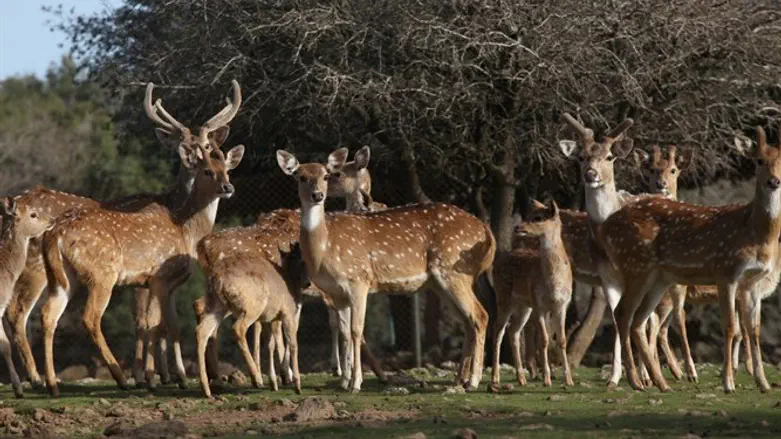 יער האיילים