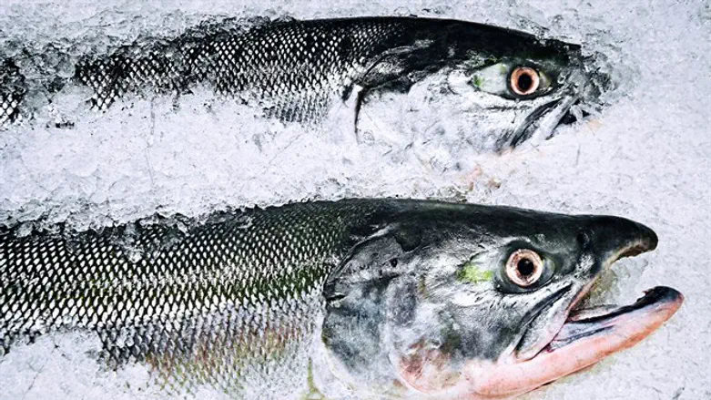 הכוכב העולה