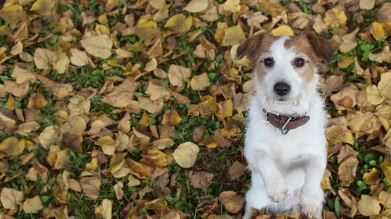 לא קל ללכת על שתי רגליים