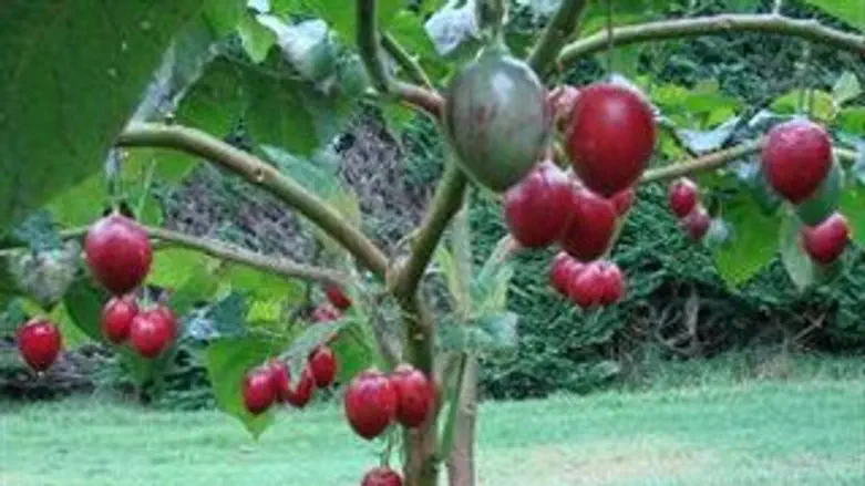 עלו על העץ. עגבניות