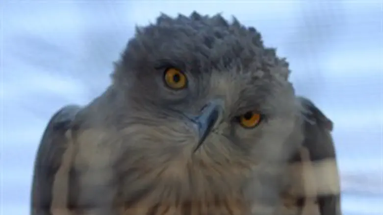 הכן צבעך להתחממות...