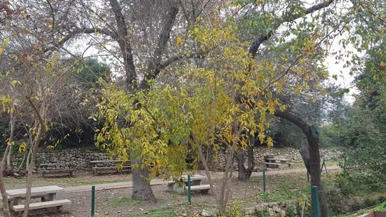 גן לאומי עין חמד