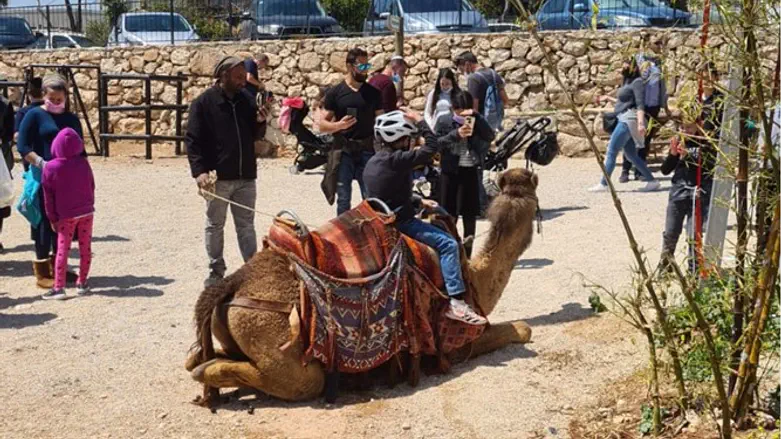 Passover attractions in Gush Etzion