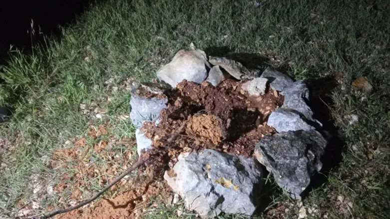 tree damaged in orchard