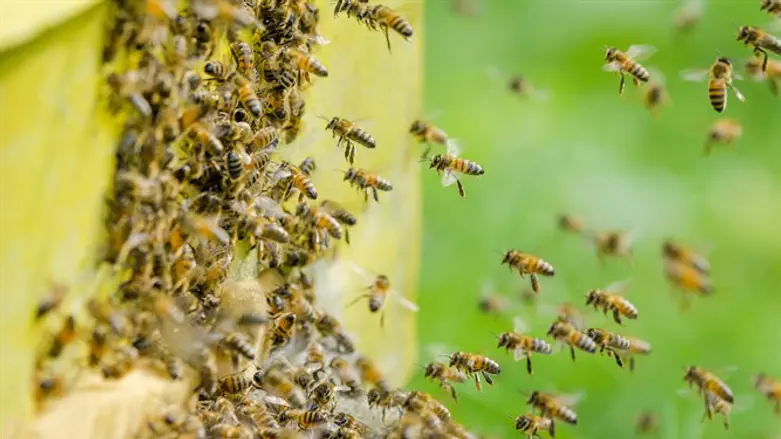 עפות אחרי המלכה