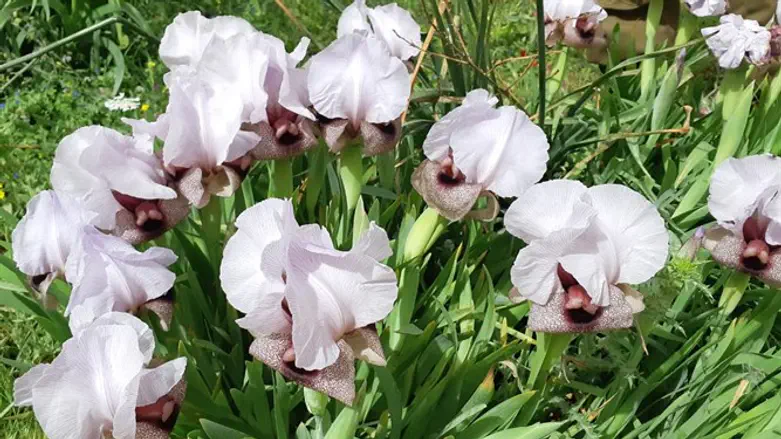 אירוס השומרון