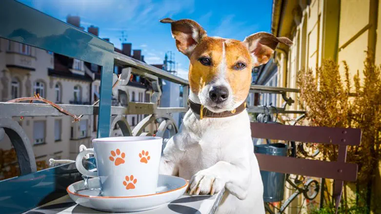 בוחן את המשקה החדש