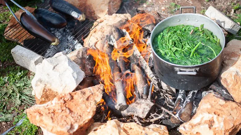 זמן ליקוט בזמן אביב