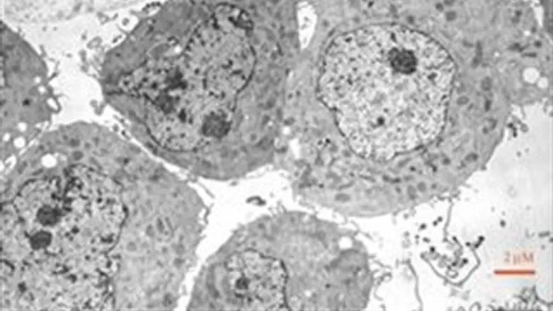 תא במיקרוסקופ