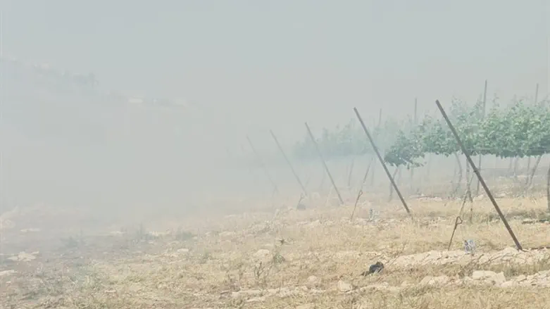 הצתת כרמי יקב טורא