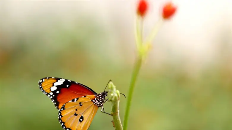מתברר שהפרפר האינדונזי הוא האחראי בכל שנה למחסור במוצרי החלב לשבועות