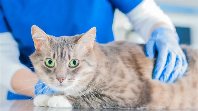חתול אצל וטרינר