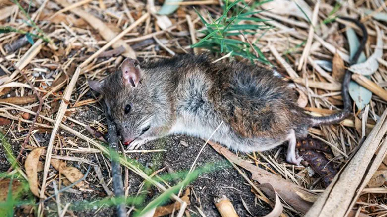 בדיוק נפל מהשמיים