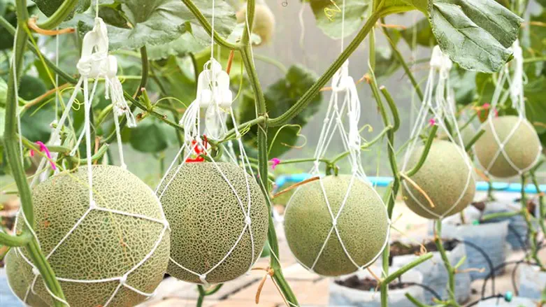 Каждая дыня - произведение искусства