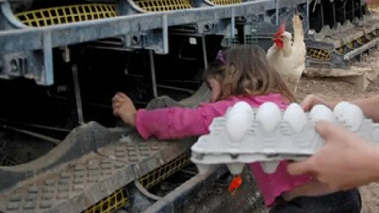 בריא וטעים. ביצים