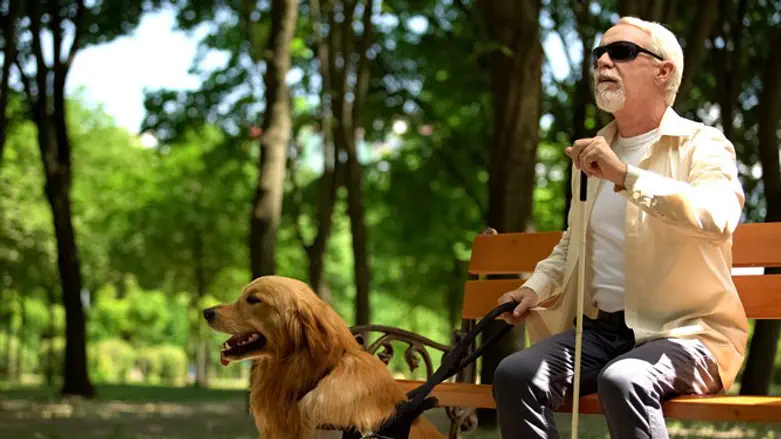 התחליף לכלבי הנחיה?