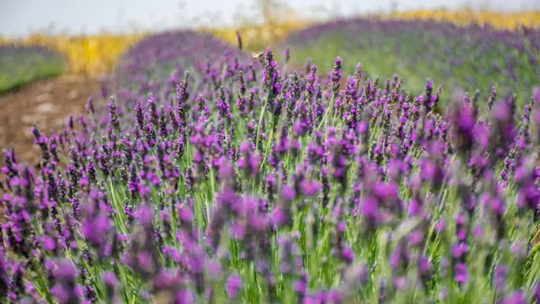 לבנדר בגולן