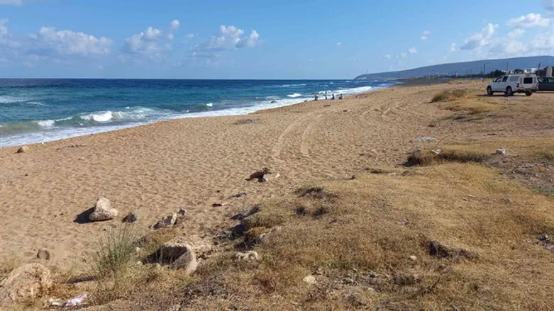 חוף נהריה מרכז 