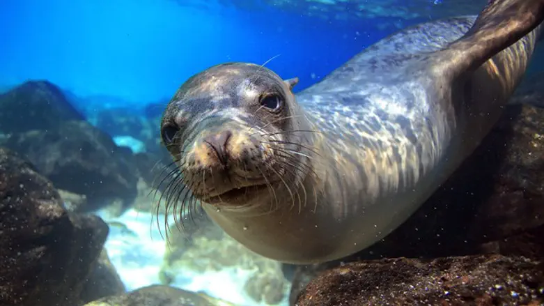 פחות תמימים מאיך שהם נראים