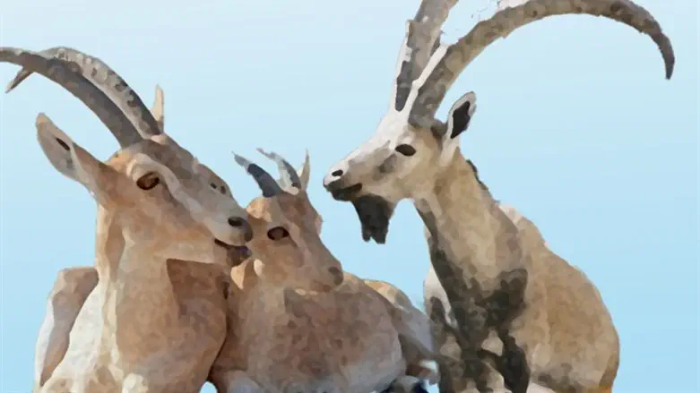 קריאה ממצפה רמון