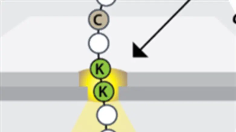 הפרופיל החלבוני