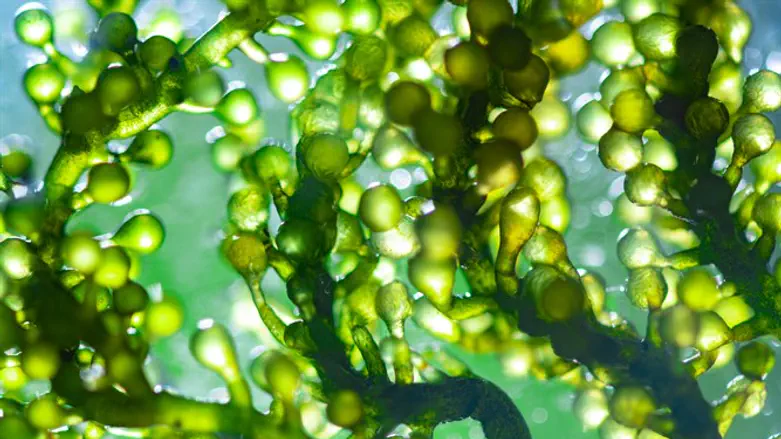 Algae (illustrative)