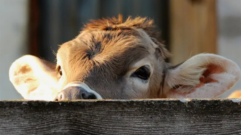 פרה או עגל?