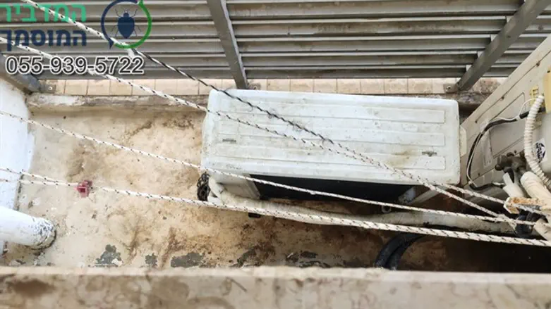 ניקוי צואת יונים