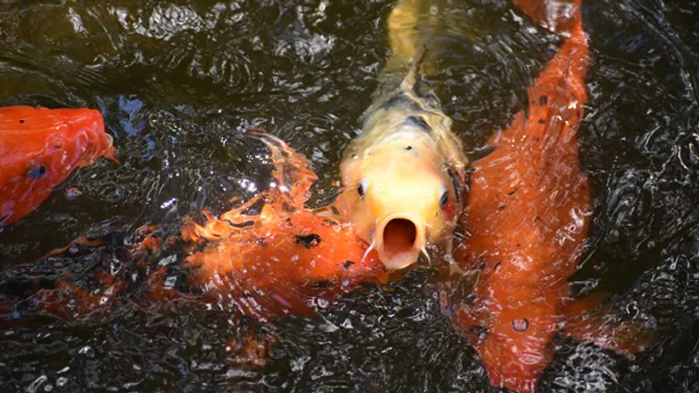 נראים יותר חמודים באקווריום