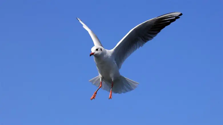 דייג ליום אחד אריה דהן