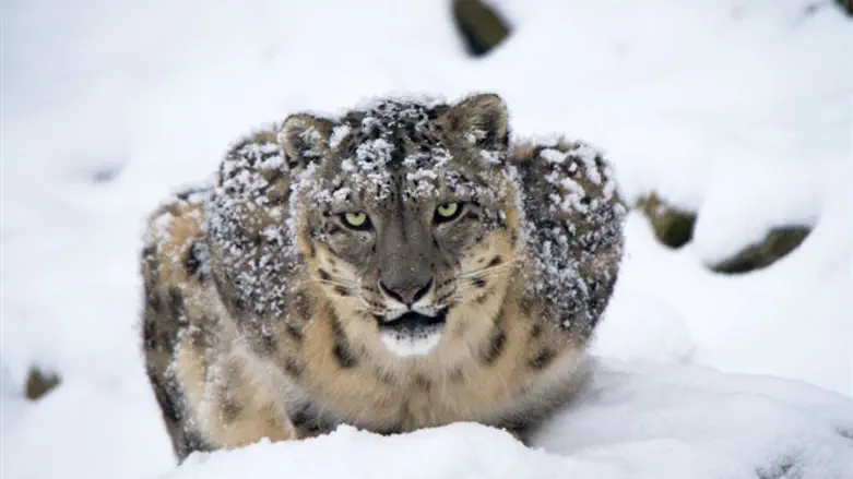snow leopard