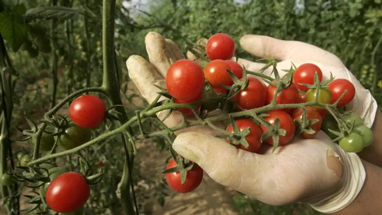 עגבניות שרי