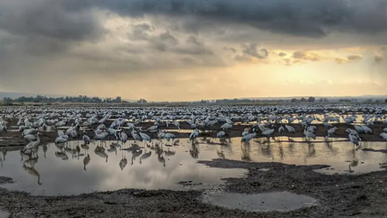 עגורים עומדים בתחנת ההאכלה בעמק החולה