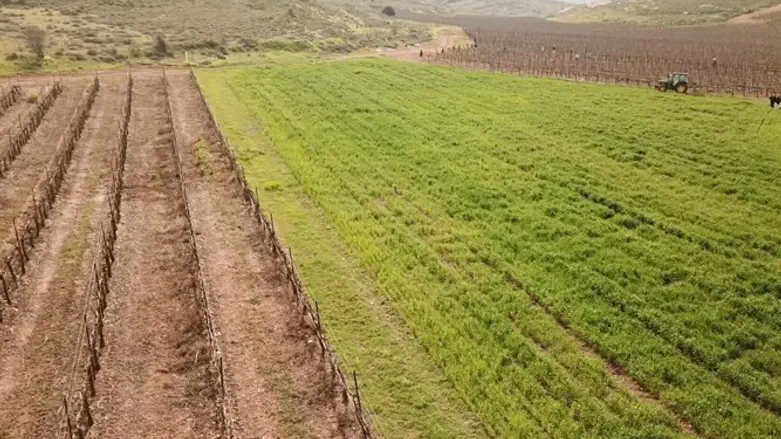 חקלאות שנת השמיטה 