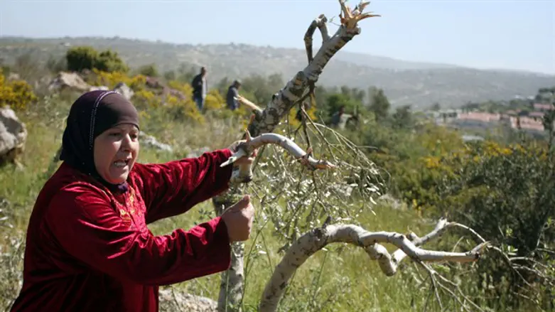 Olive harvest 'blood libel' in Samaria
