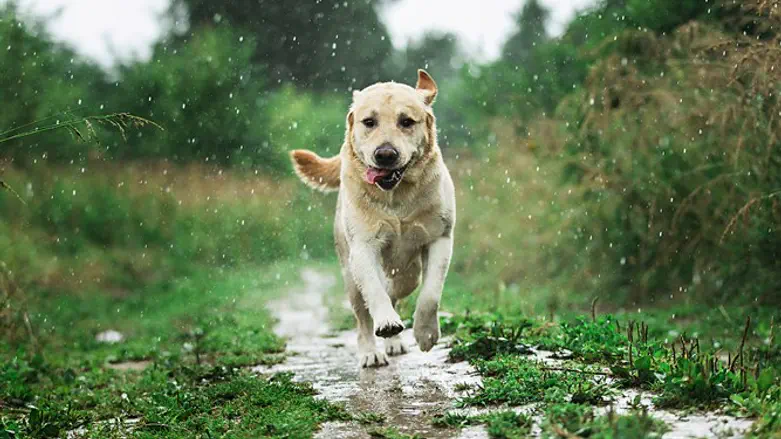 מחלץ על ארבע